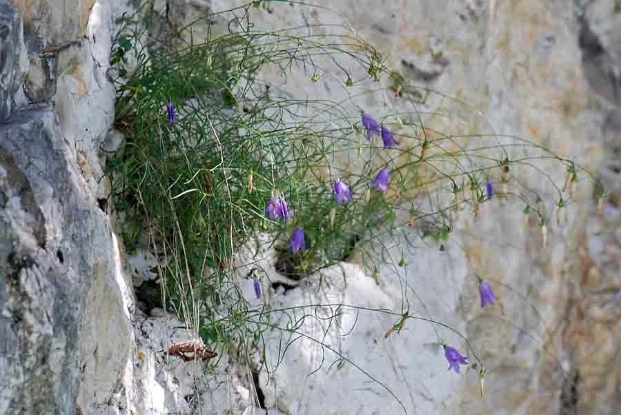 Campanula carnica / Campanula della Carnia